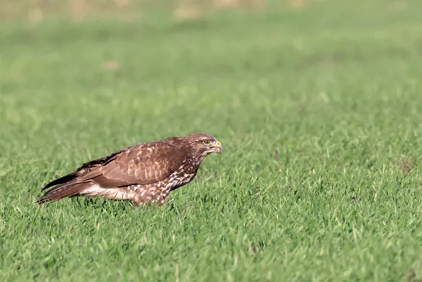 Mäusebussard