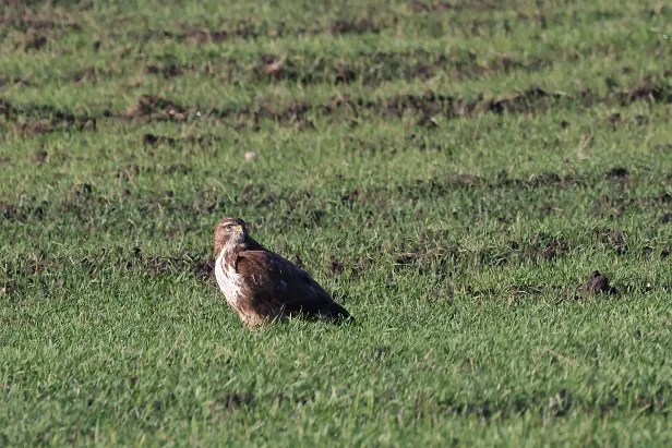 Mäusebussard