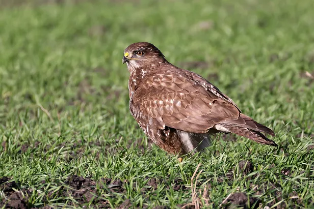 Mäusebussard ${LG} ${LP} ${GDescription}