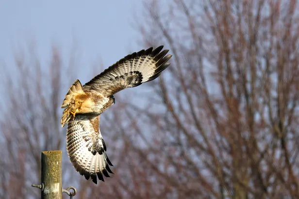 Mäusebussard ${LG} ${LP} ${GDescription}