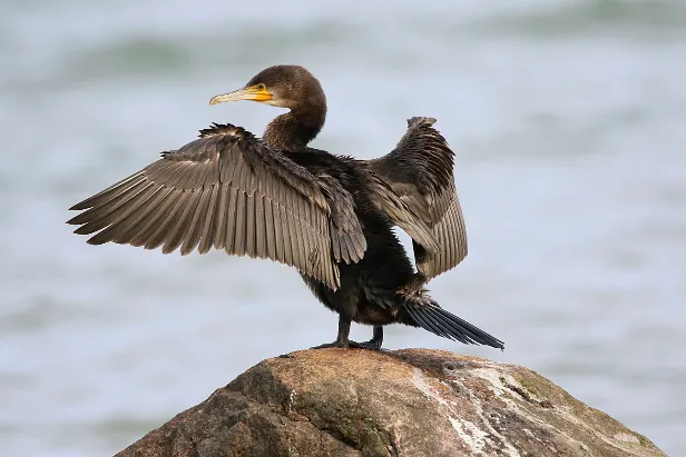 Kormoran Haus Sonneschein