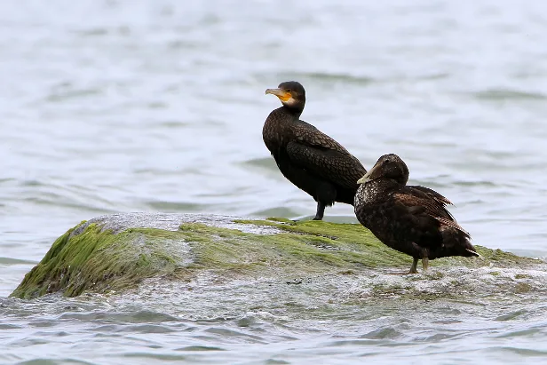 Kormoran und Eiderente Betriebsferienlager Gera