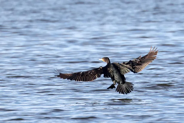 Kormoran