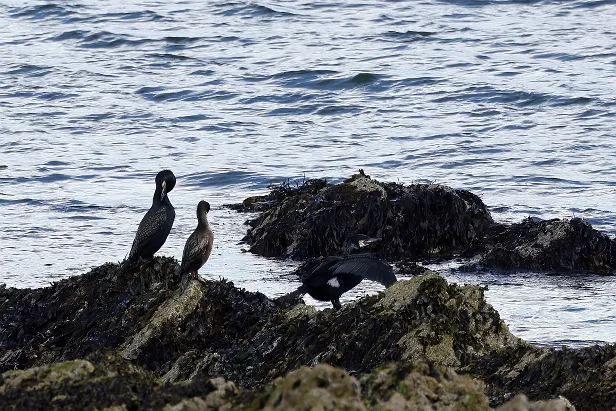 Kormoran & KrÃ¤henscharbe