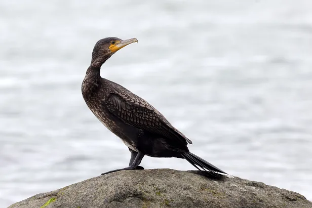 Kormoran