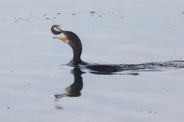 Kormoran ♂