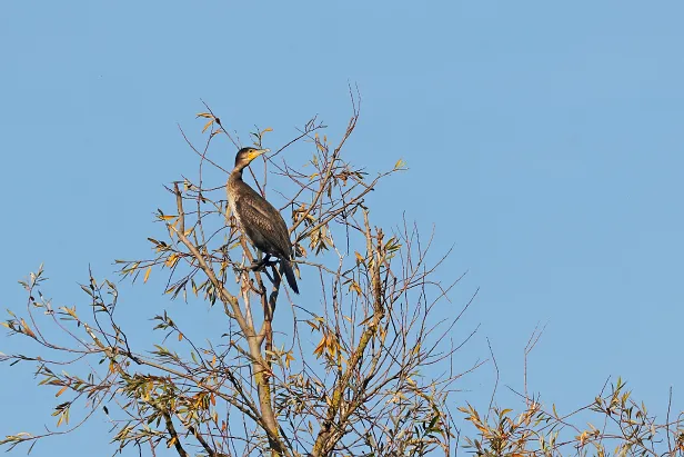 Kormoran