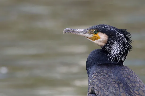 Kormoran ssp sinensis