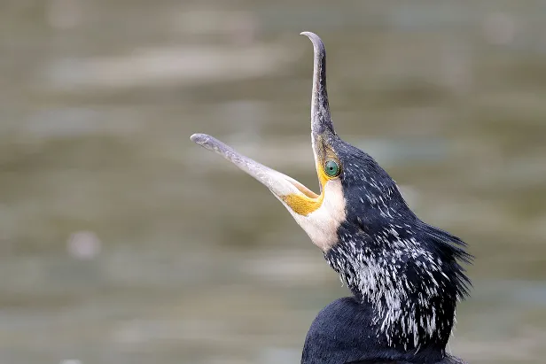 Kormoran ssp sinensis