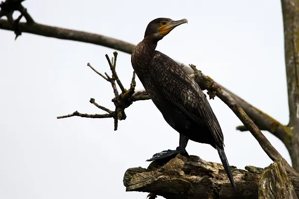 Kormoran