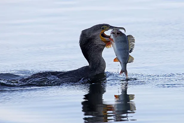 Kormoran