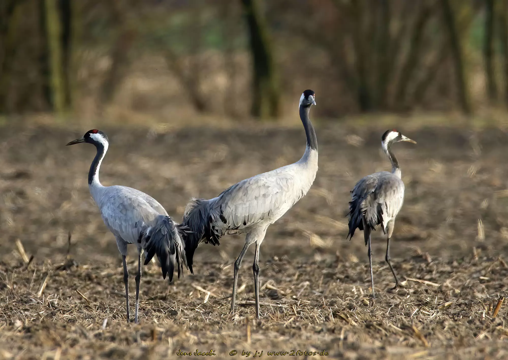 Kranich Grus grus