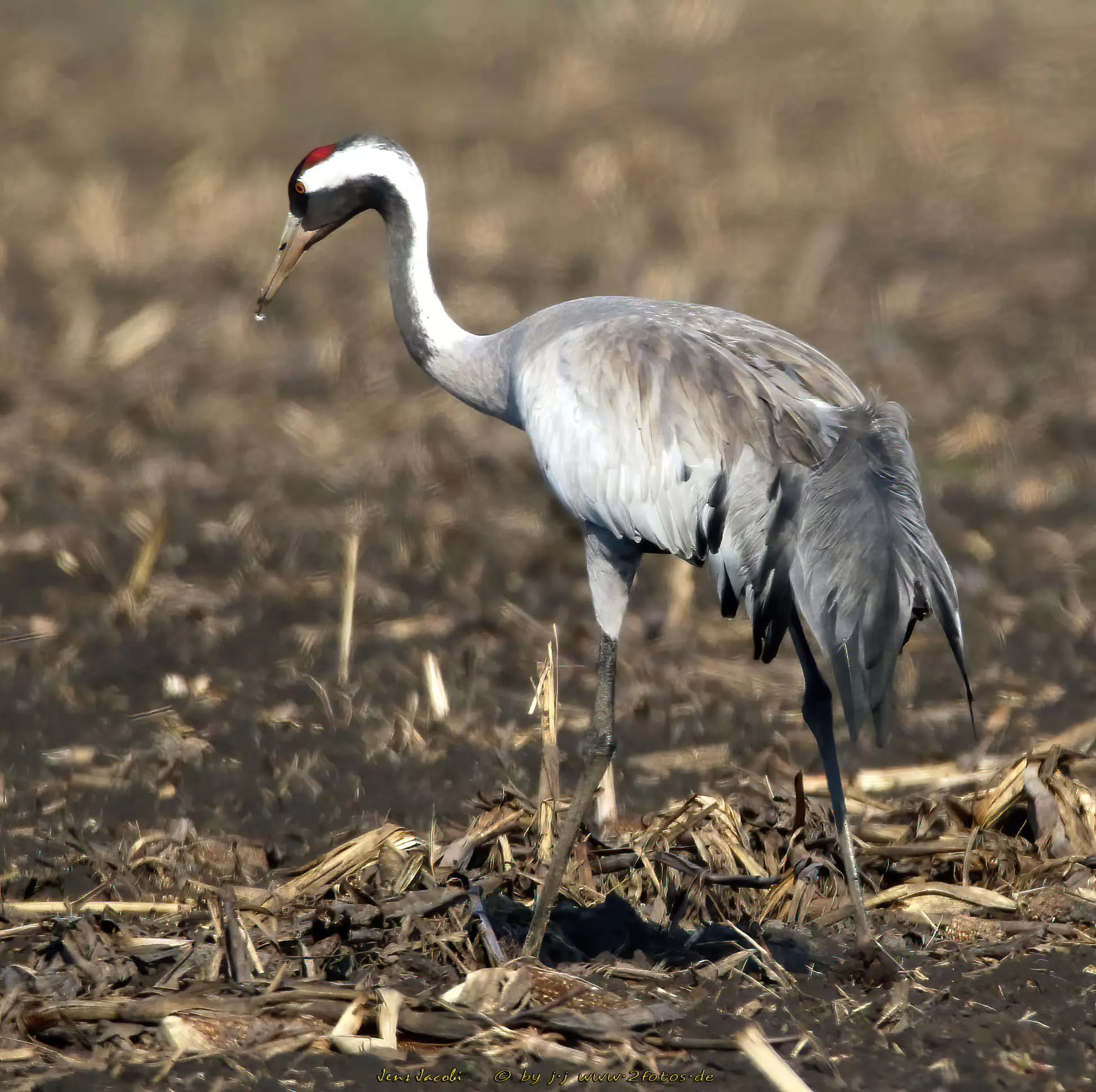Kranich Grus grus