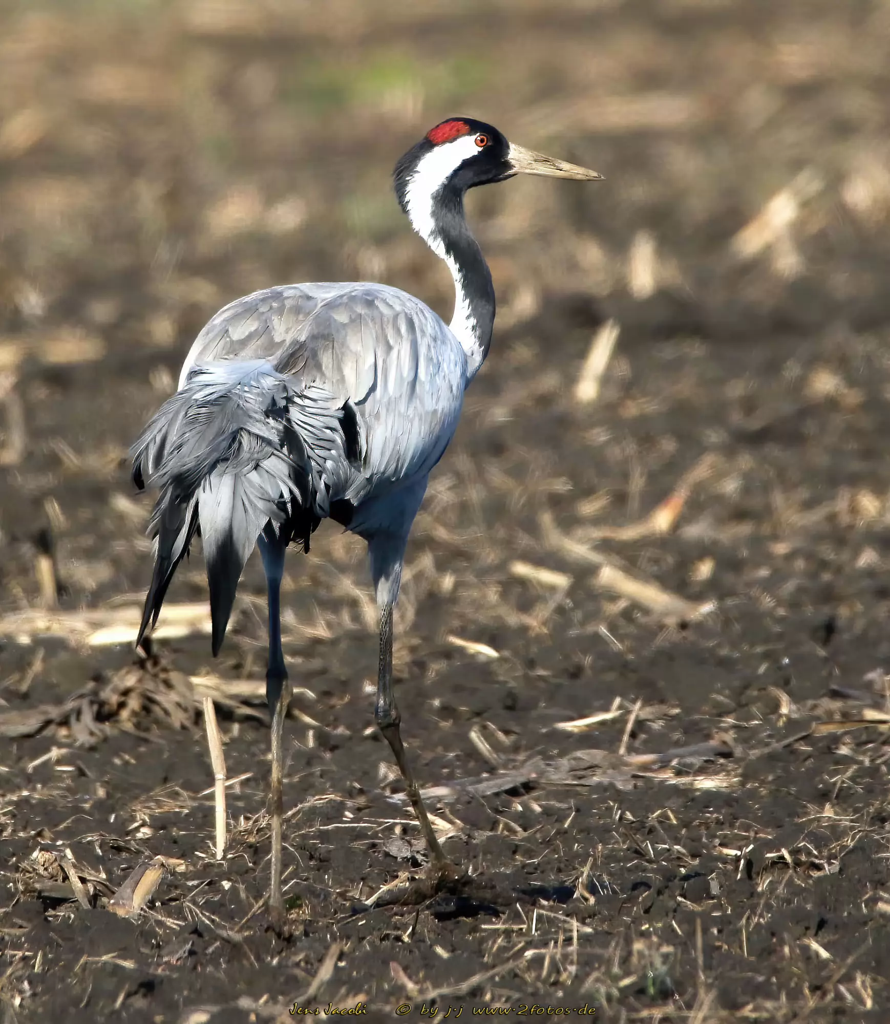 Kranich Grus grus