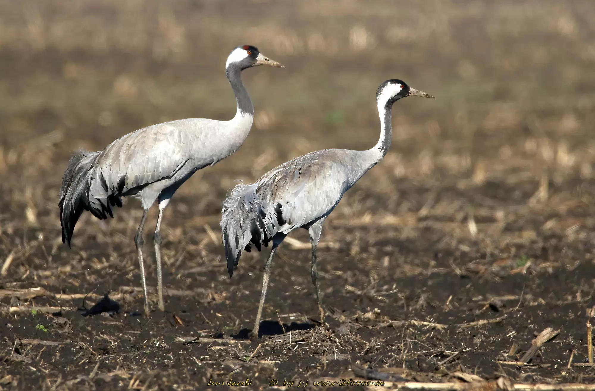 Kranich Grus grus