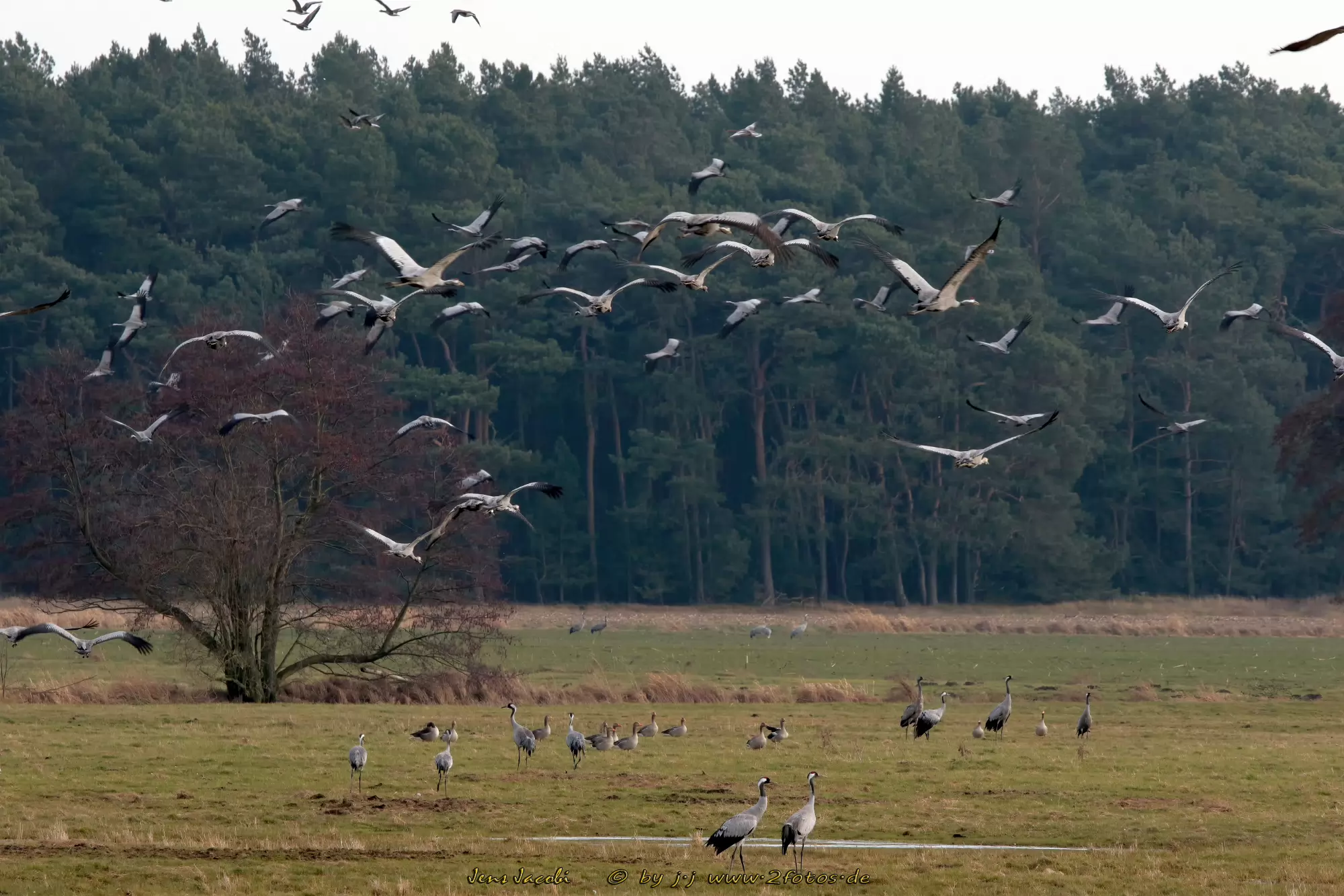 Kranich Grus grus