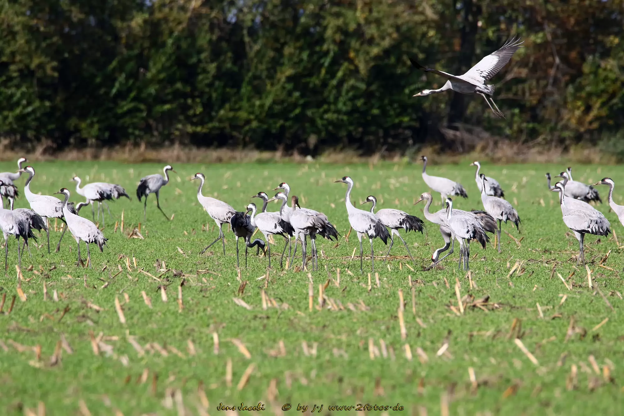 Kranich Grus grus