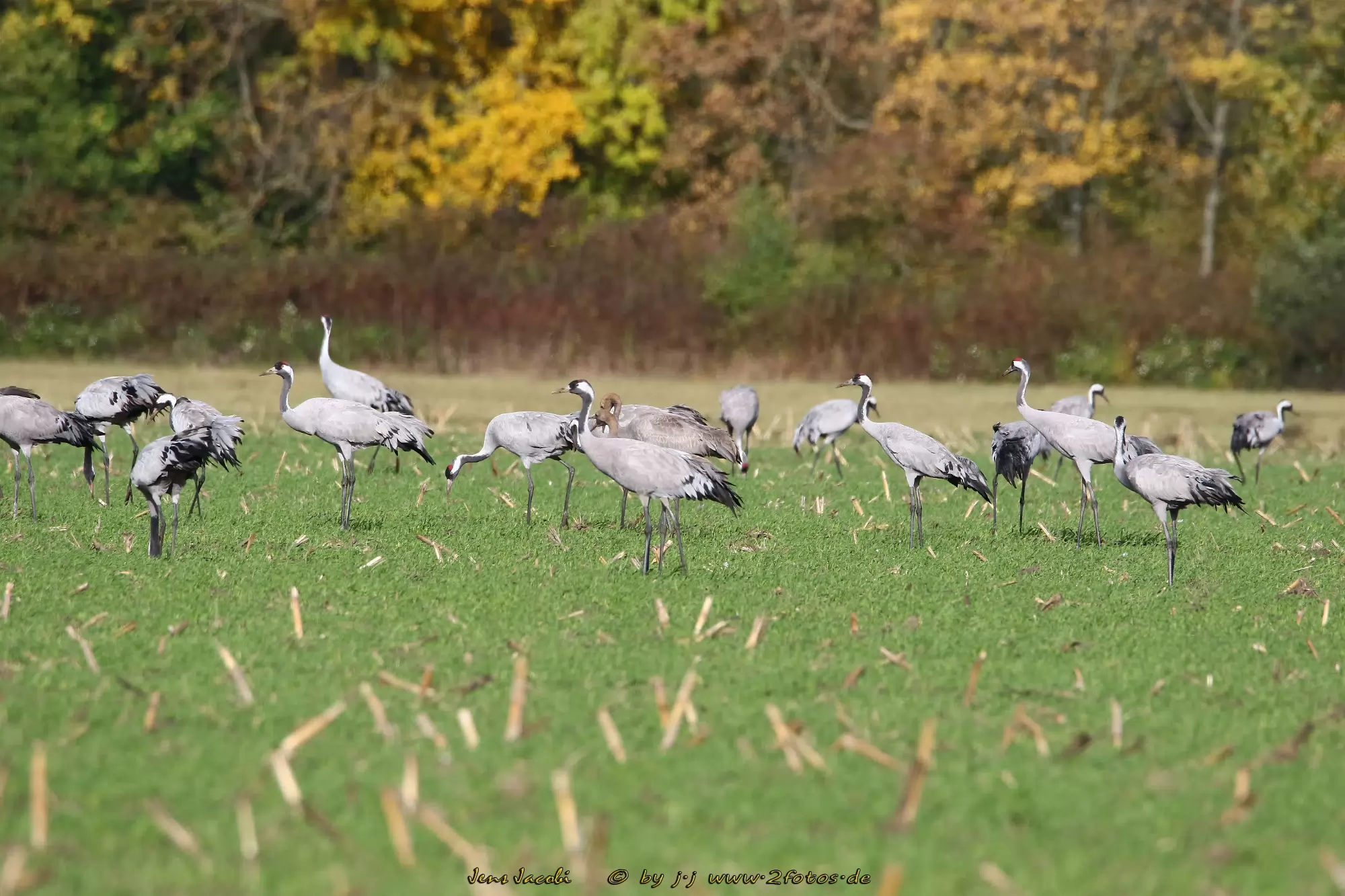 Kranich Grus grus