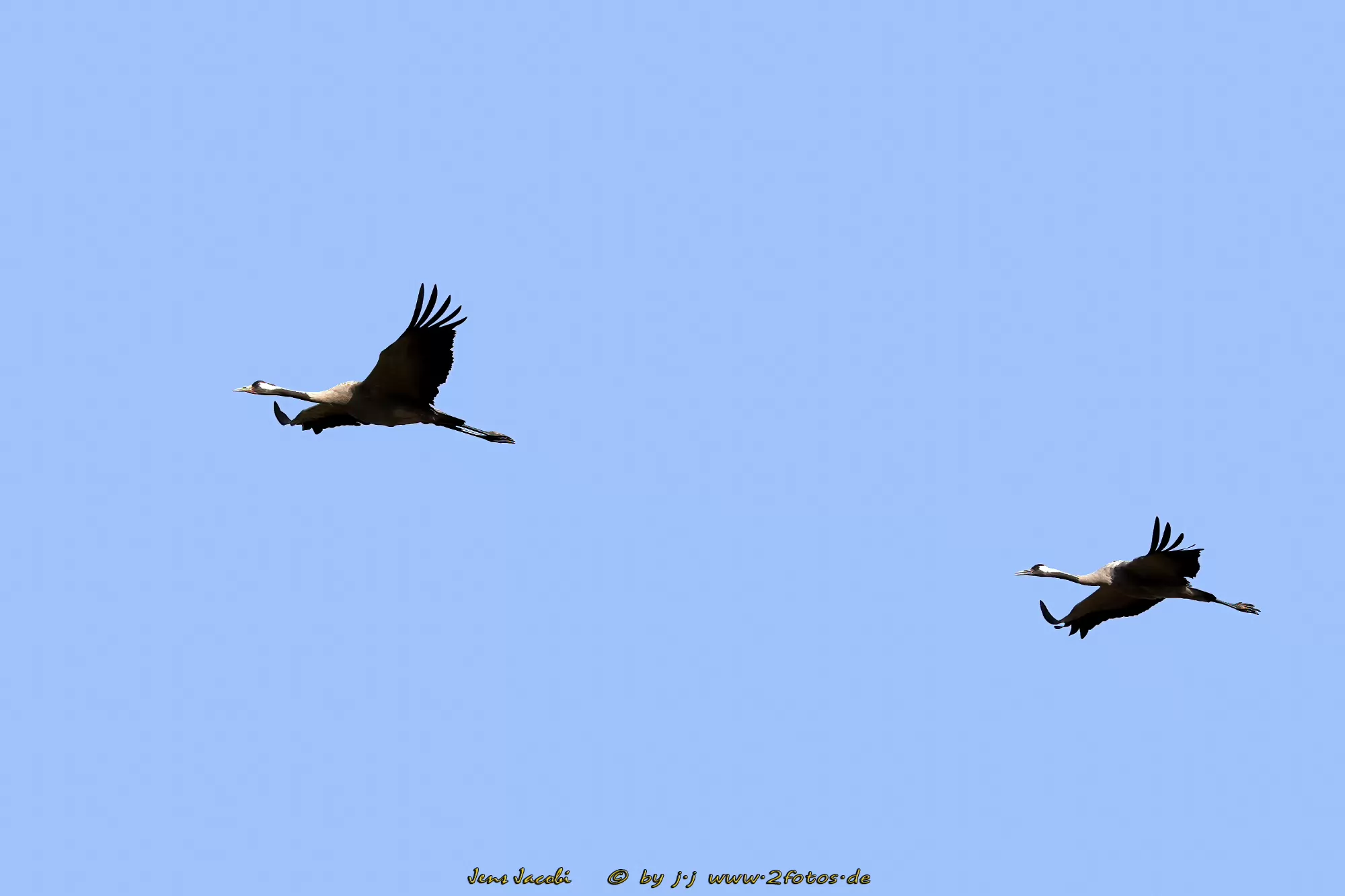 Kranich Grus grus