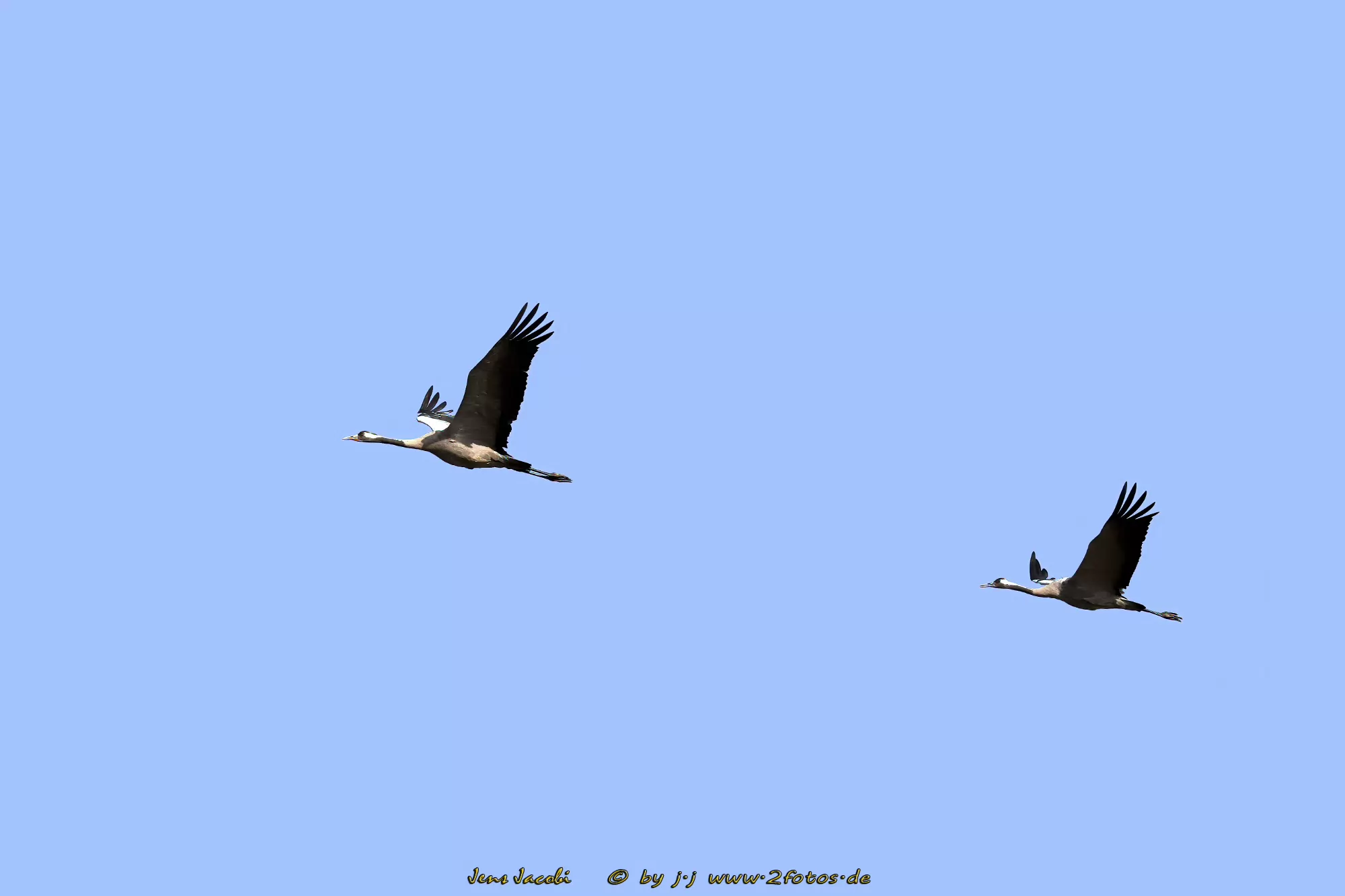 Kranich Grus grus