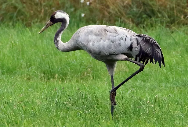 Kranich