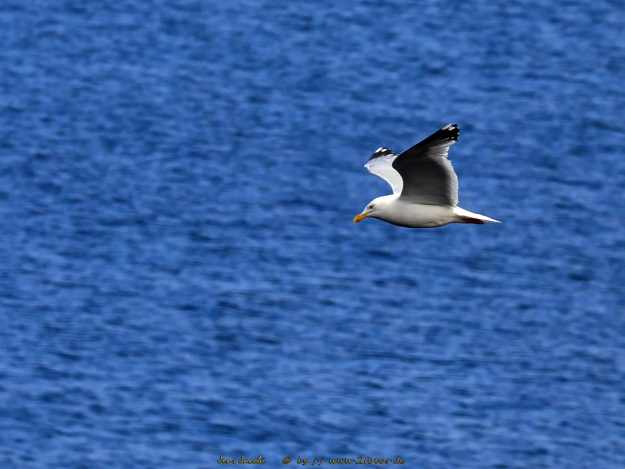 Silbermöwe Larus argentatus