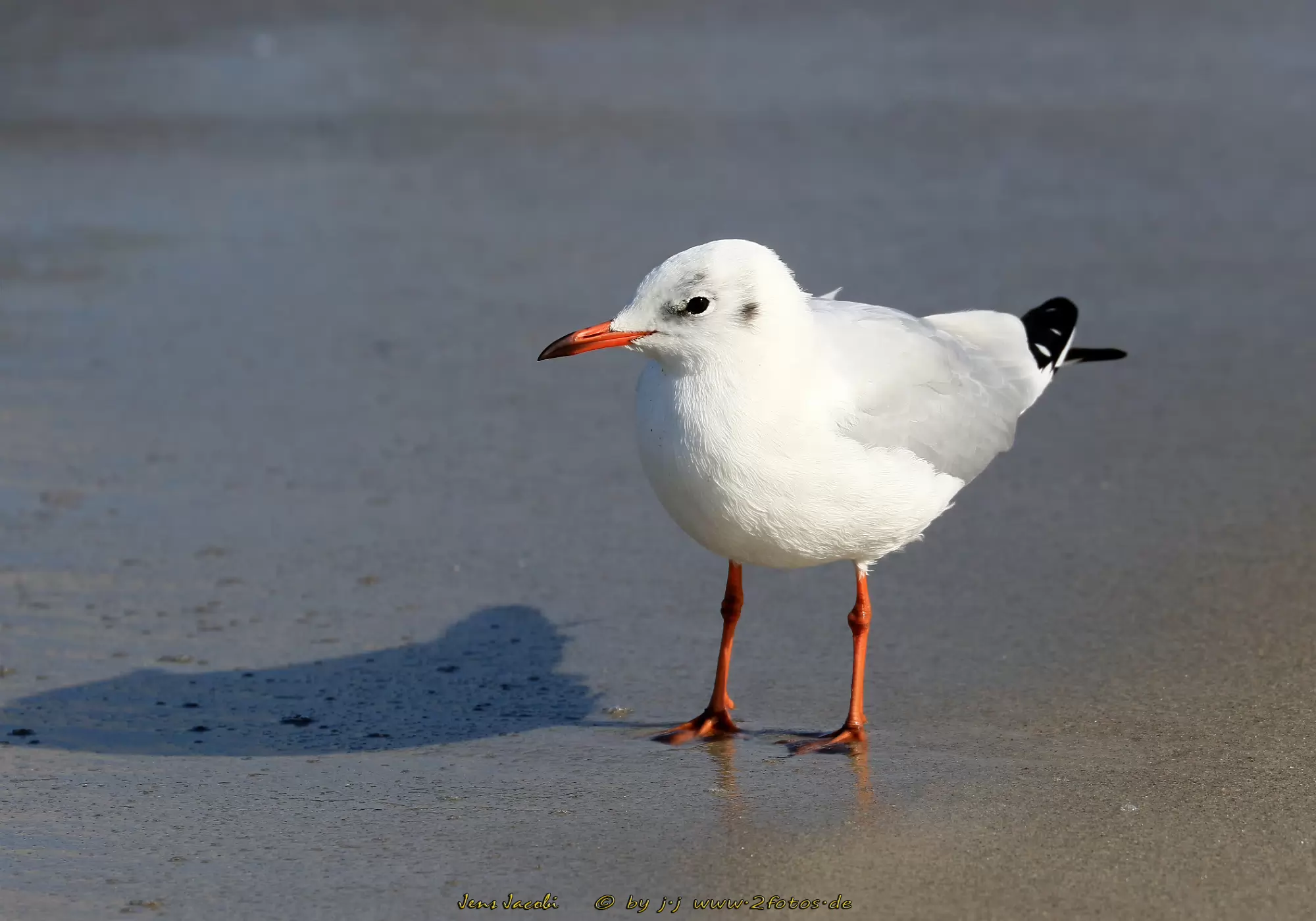 Lachmöwe 