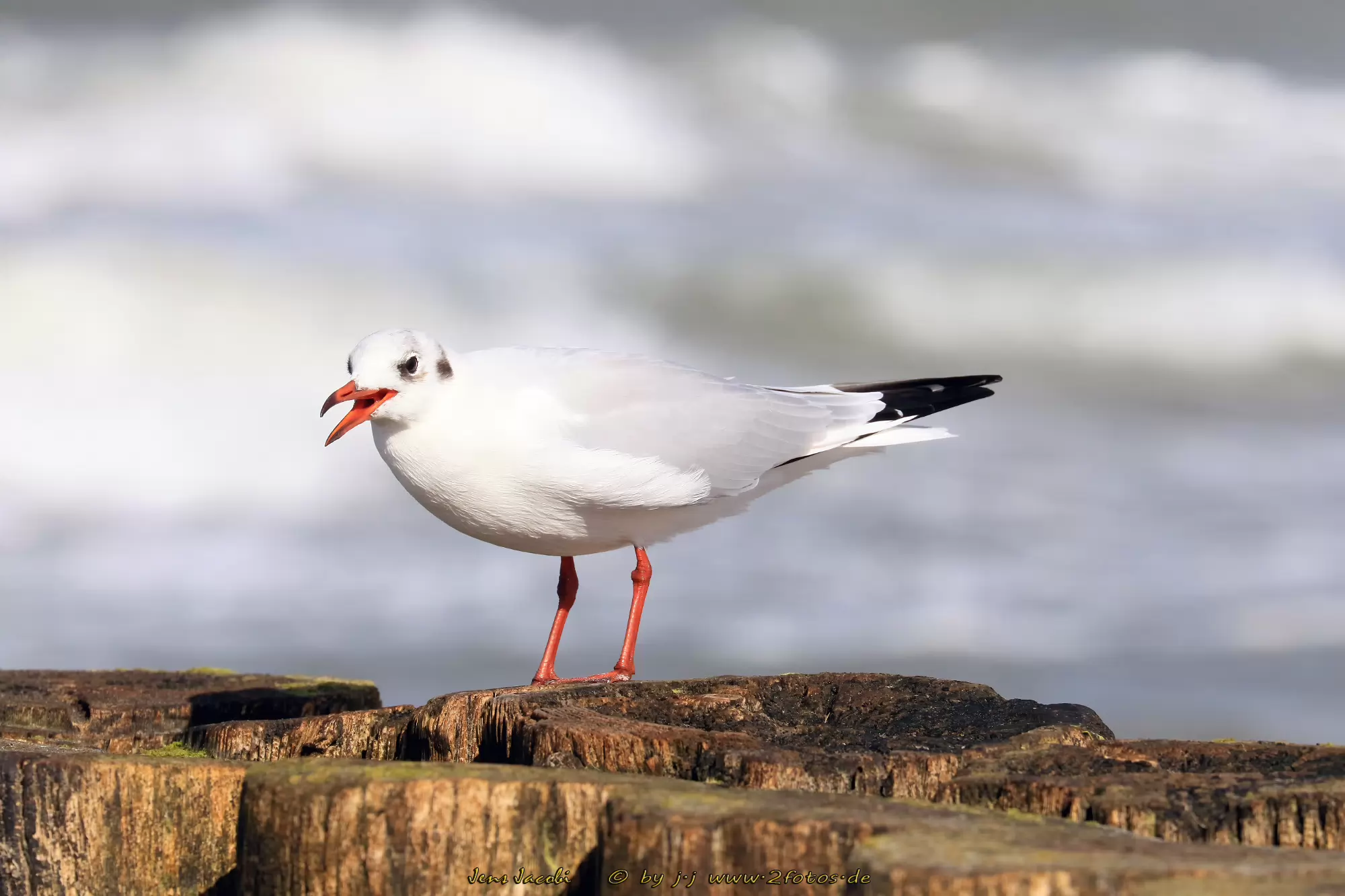 Lachmöwe Larus ridibundus