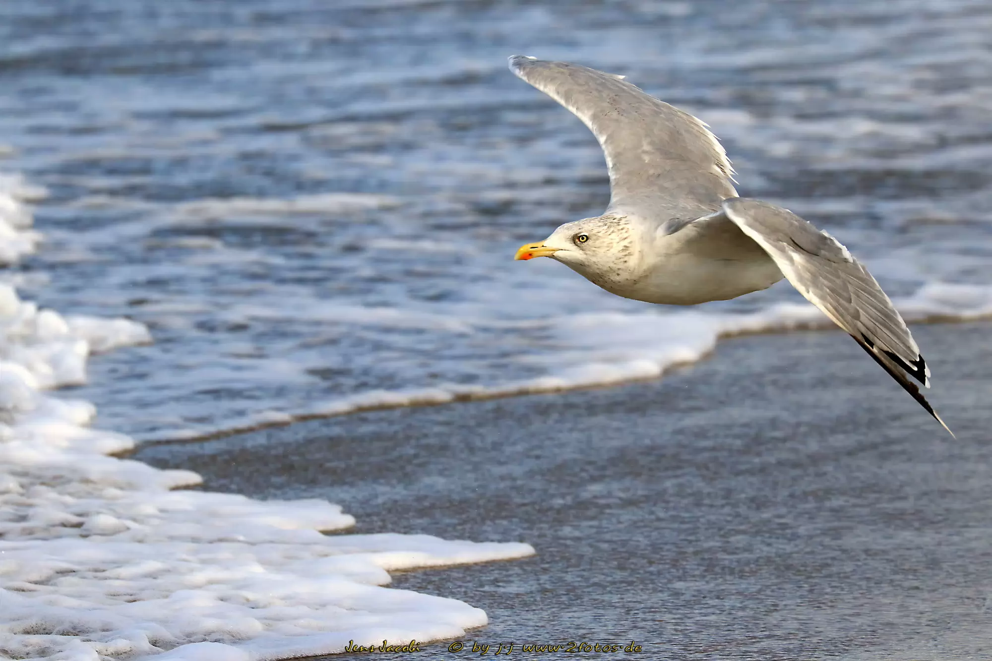 Silbermöwe Larus argentatus