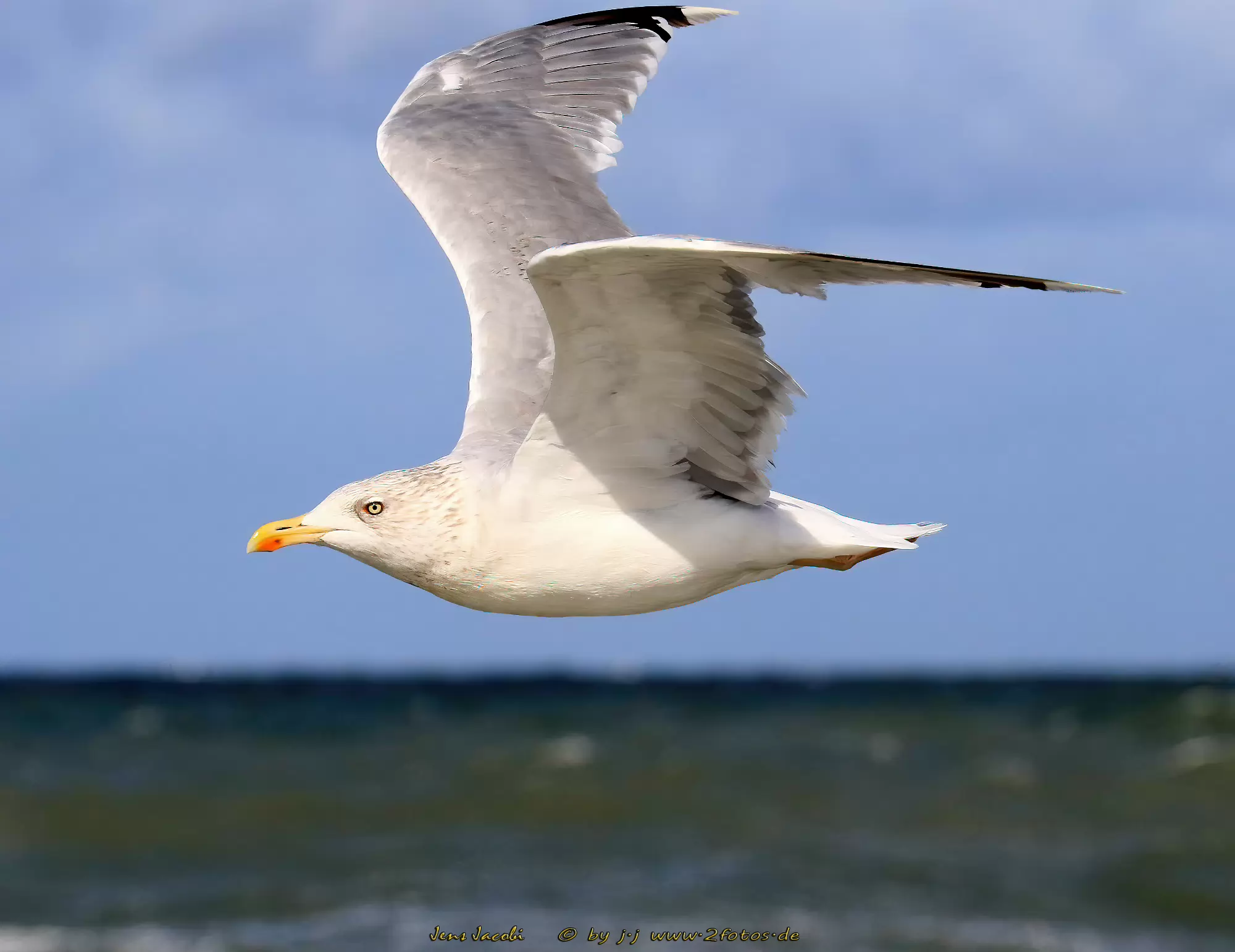 Silbermöwe Larus argentatus