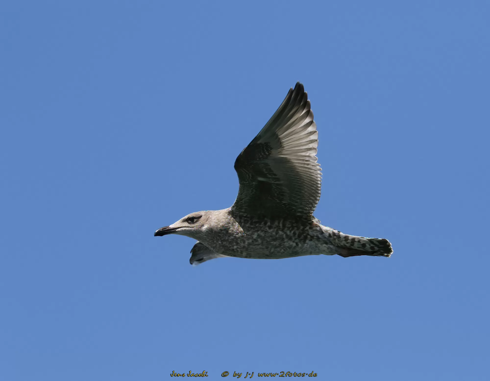 Silbermöwe Larus argentatus