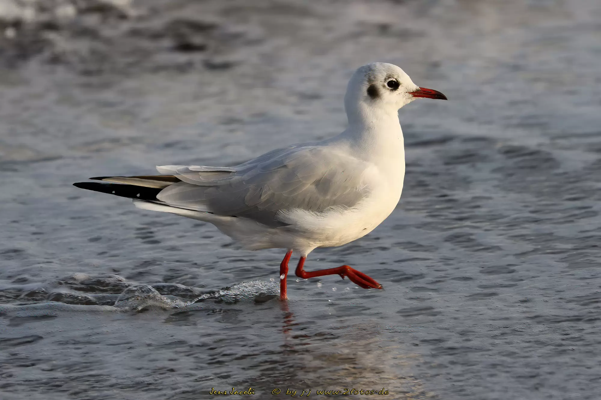 Lachmöwe Larus ridibundus