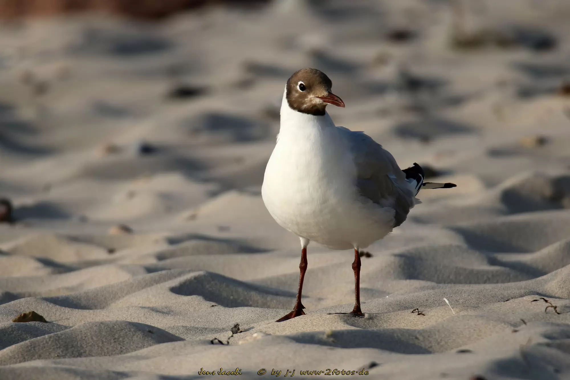 Lachmöwe 