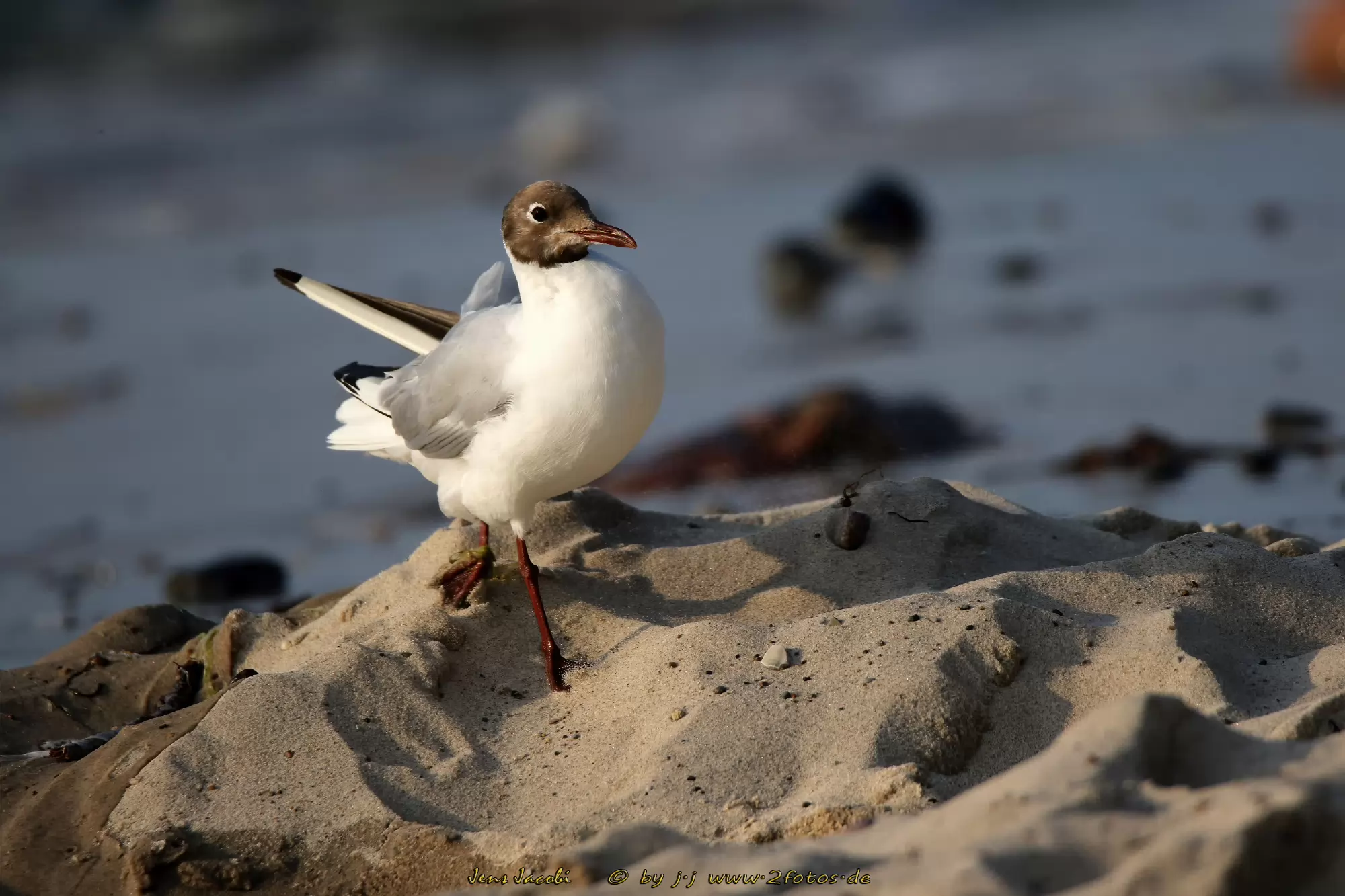 Lachmöwe Larus ridibundus