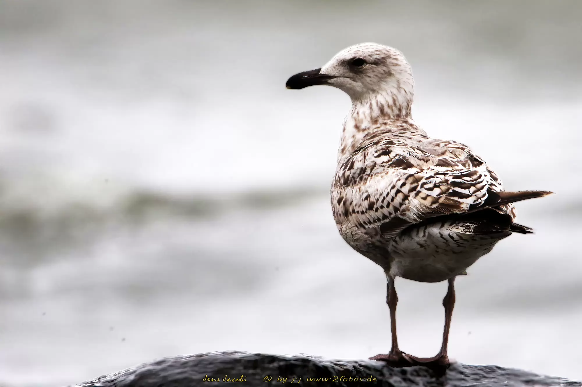 Jungmöwe Larus spec.