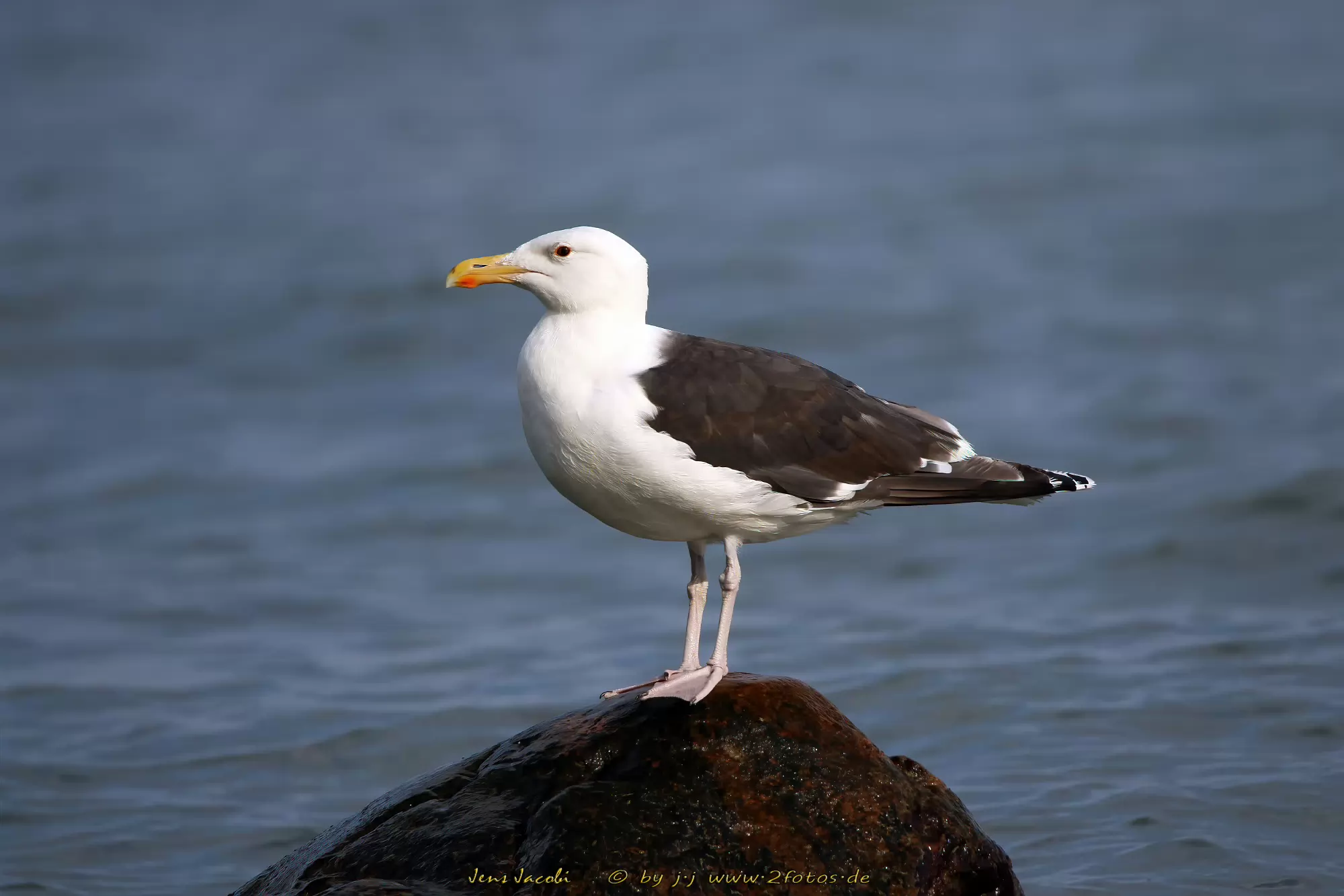 Mantelmöwe Larus marinus