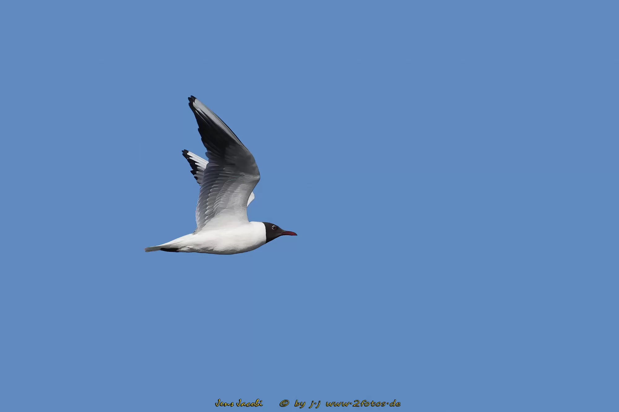 Lachmöwe Larus ridibundus