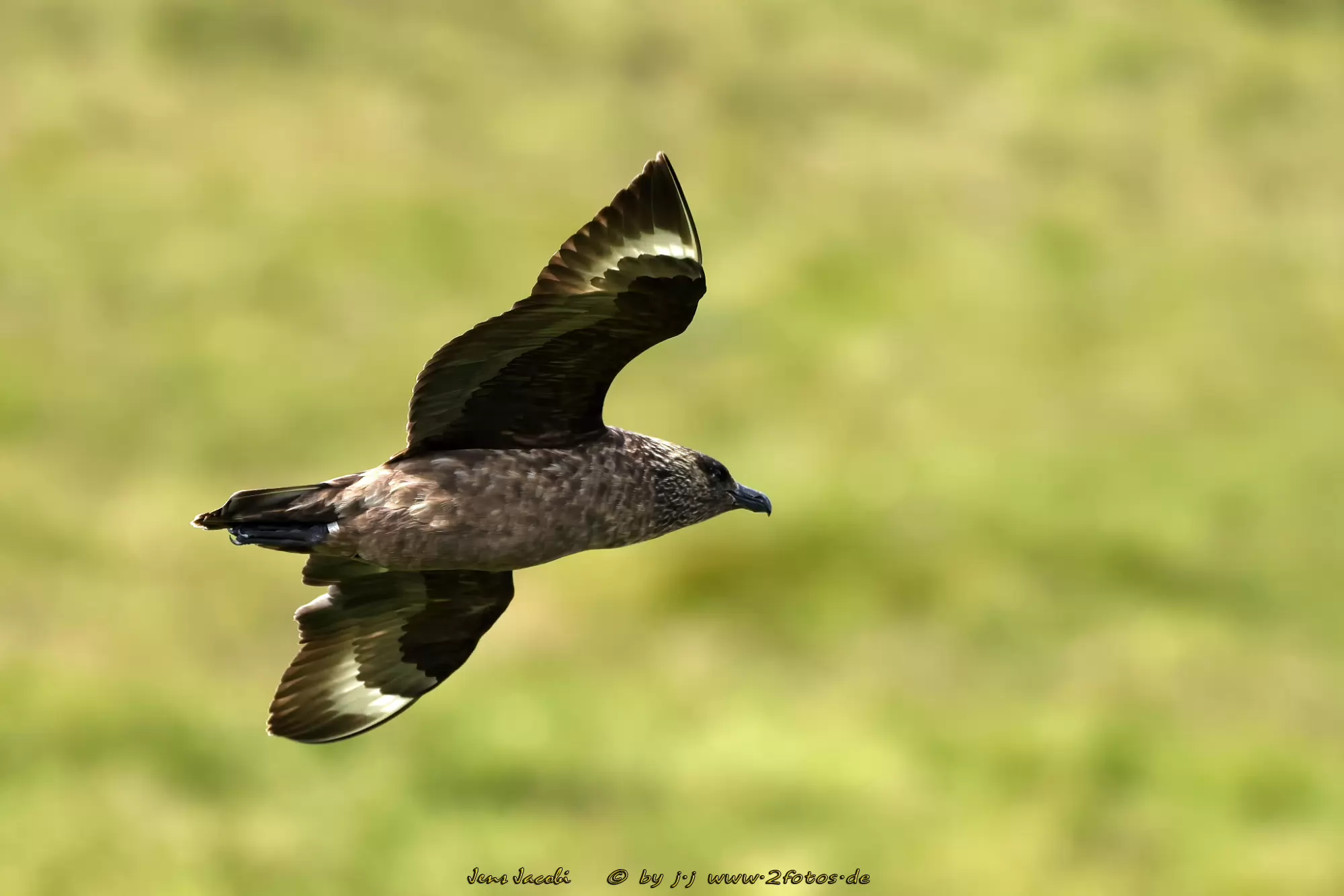 Skua Stercorarius skua