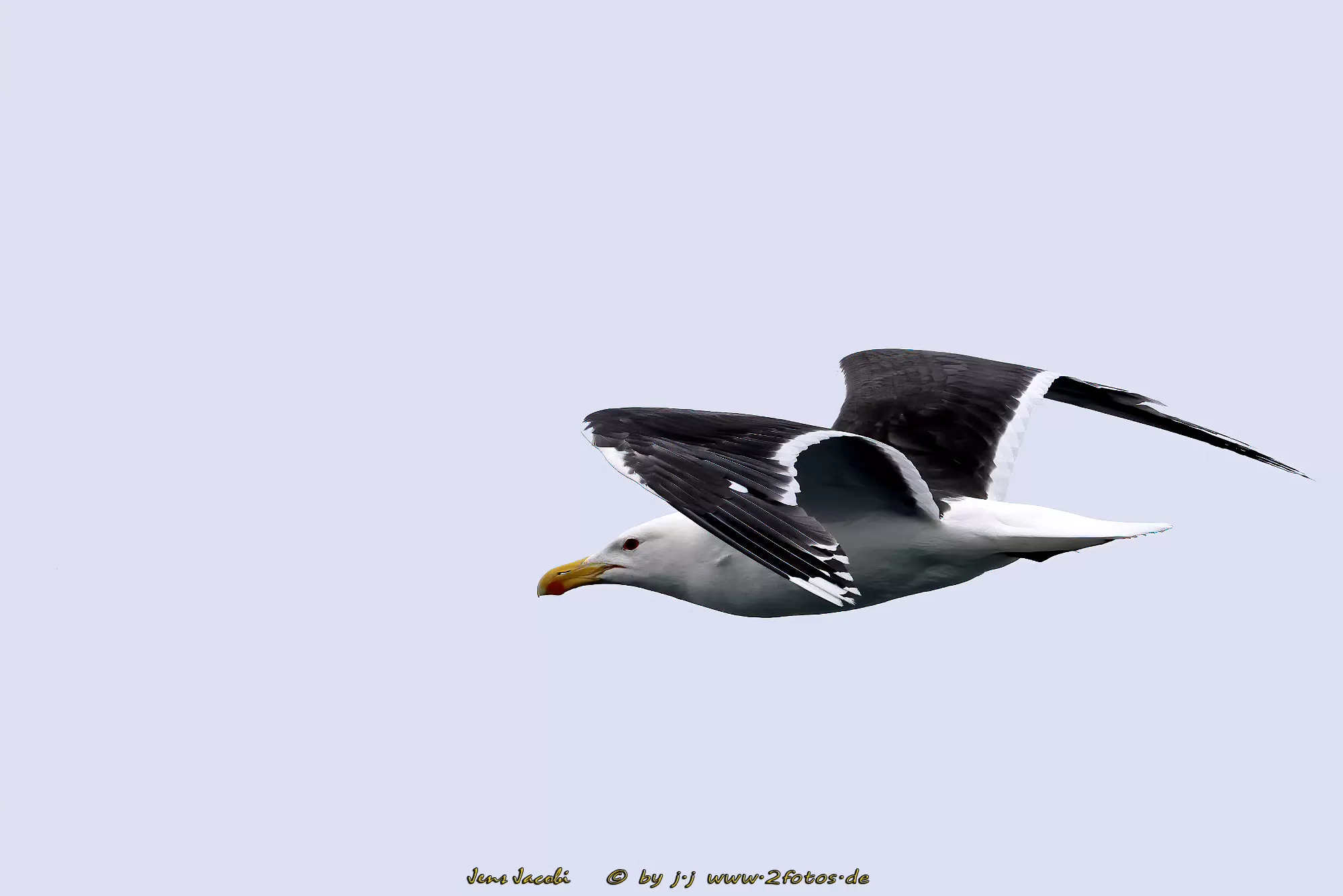 Mantelmöwe Larus marinus