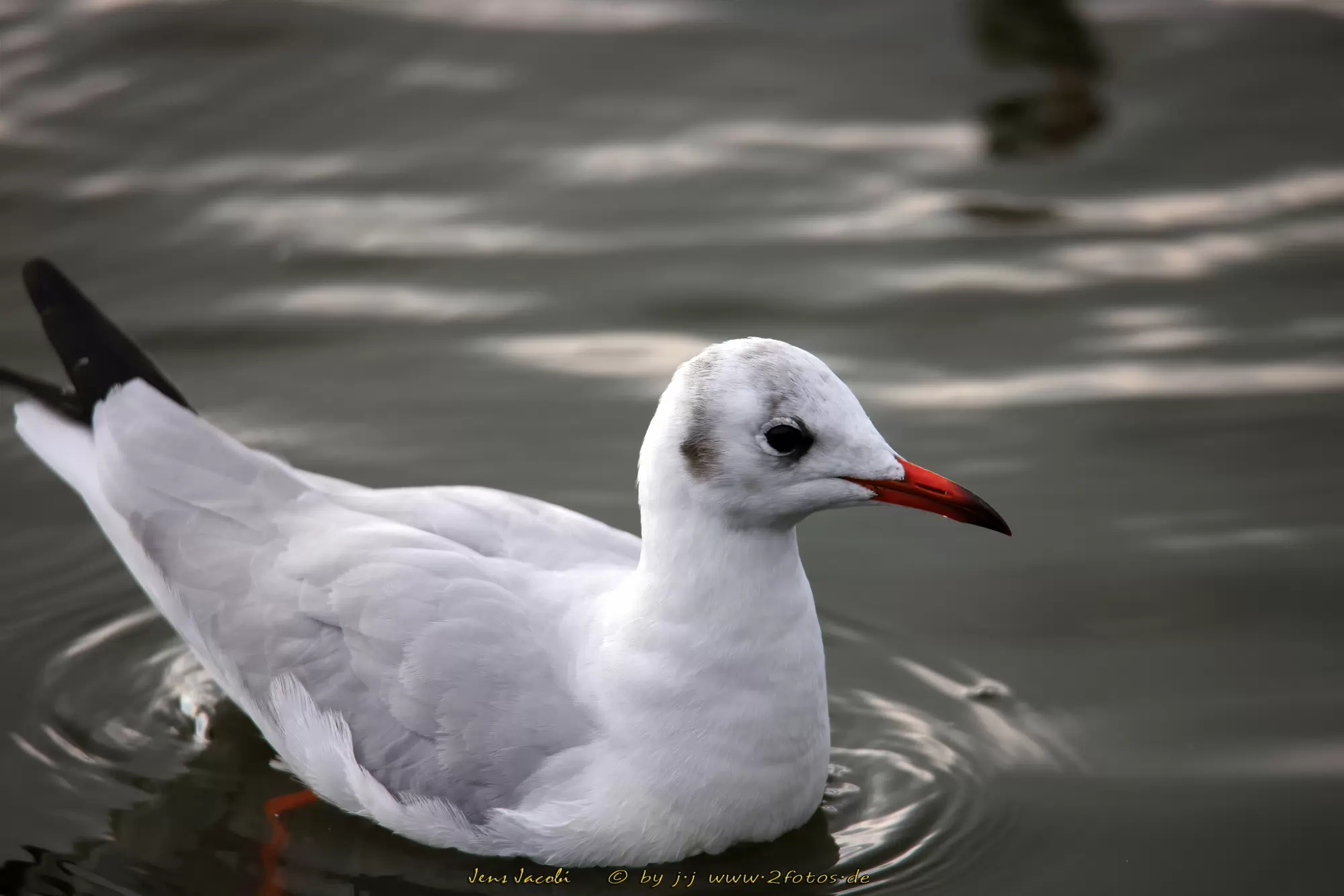 Lachmöwe Larus ridibundus
