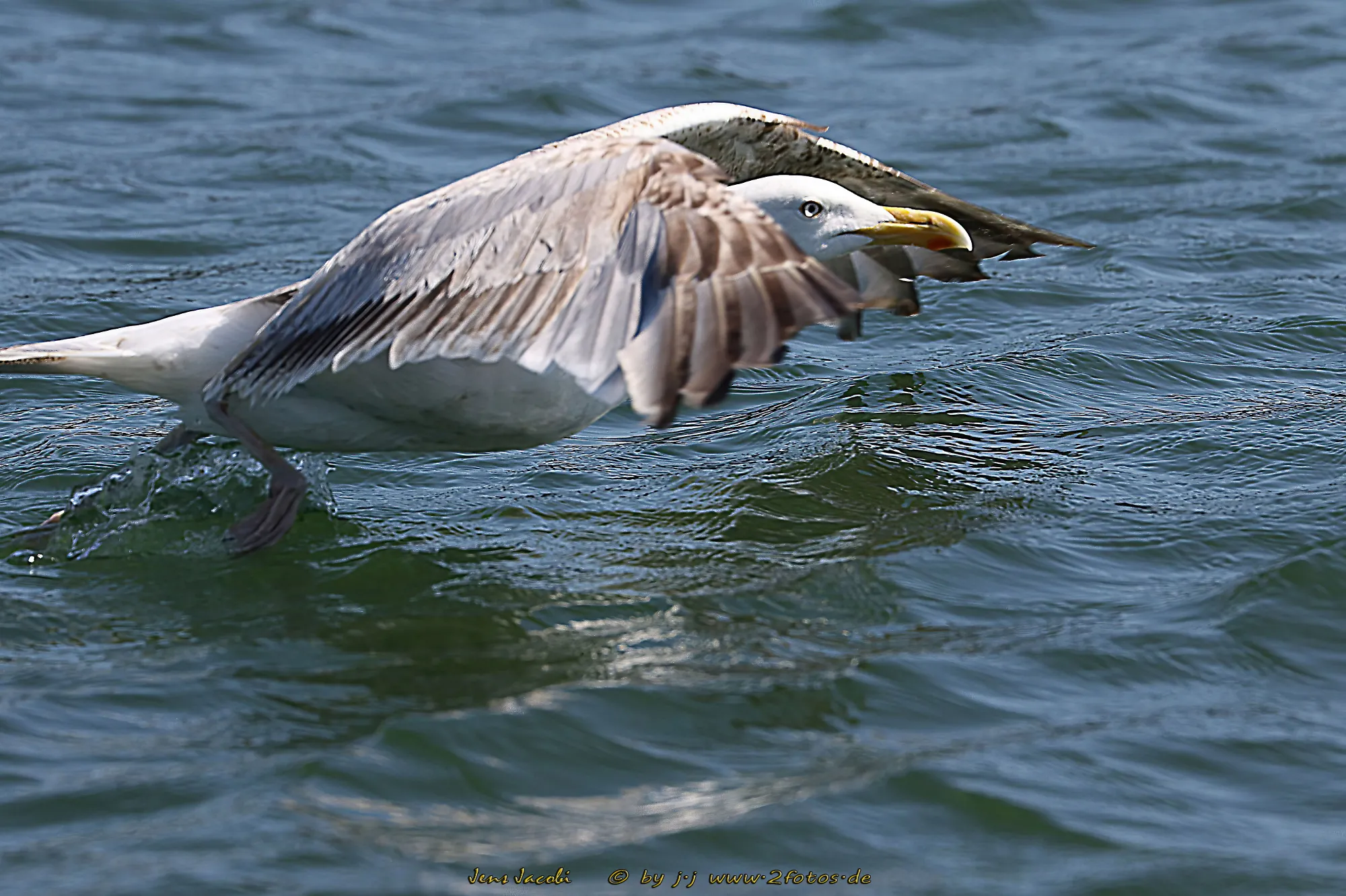 Silbermöwe Larus argentatus