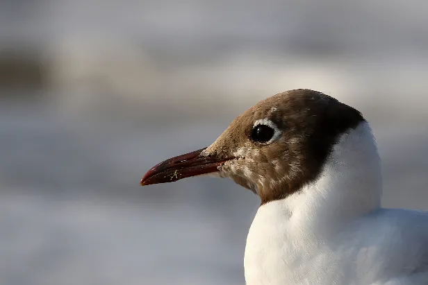 Lachmöwe