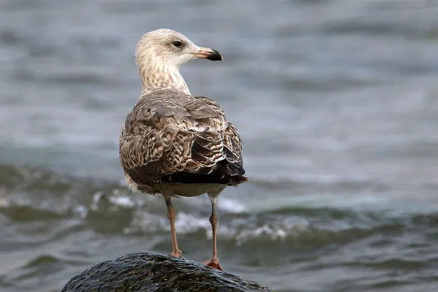 Jungmöwe