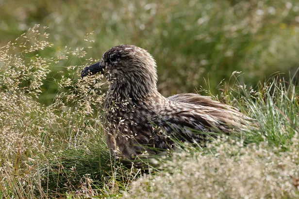 Skua Goksøyrmyrane naturreservat