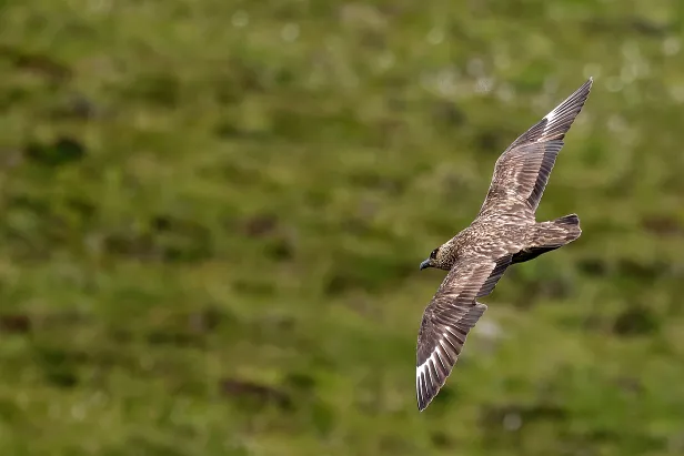 Skua Goksøyrmyrane naturreservat