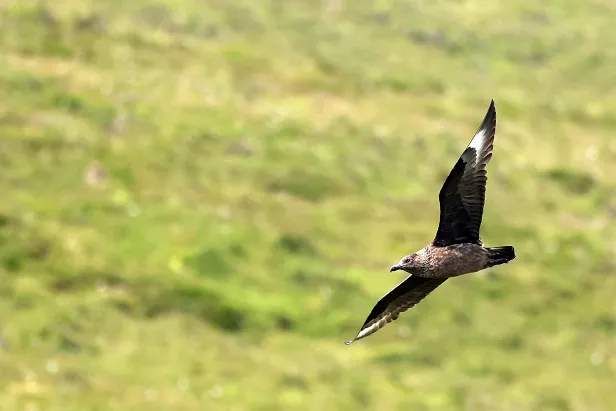 Skua Goksøyrmyrane naturreservat