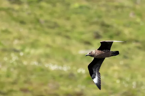 Skua Goksøyrmyrane naturreservat