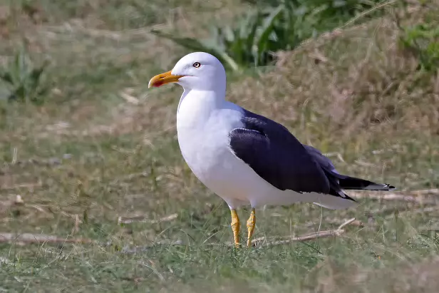 Heringsmöwe