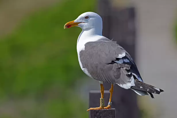 Heringsmöwe