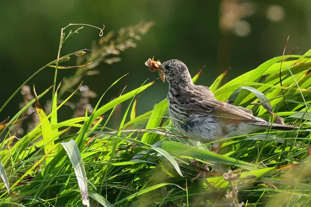 Wiesenpieper